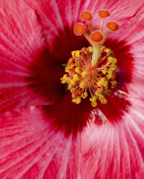 tl_files/spachaba/img/iStock_000006798098-www.jpg